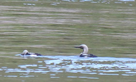 Black Throated Divers